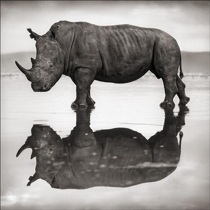 fotograf-nick-brandt-afrika-nosorog