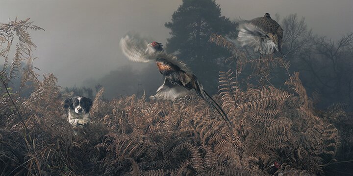 Тим Флак / Tim Flach - концептуальные фотографии животного мира