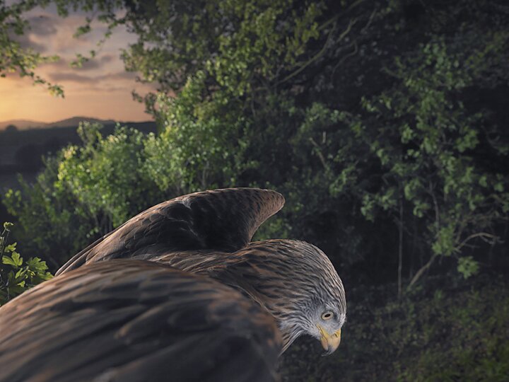 Тим Флак / Tim Flach - концептуальные фотографии животного мира