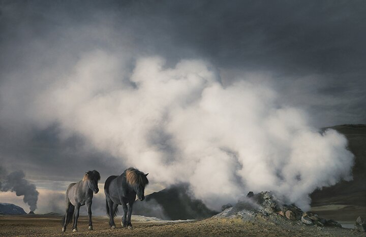 Тим Флак / Tim Flach - концептуальные фотографии животного мира