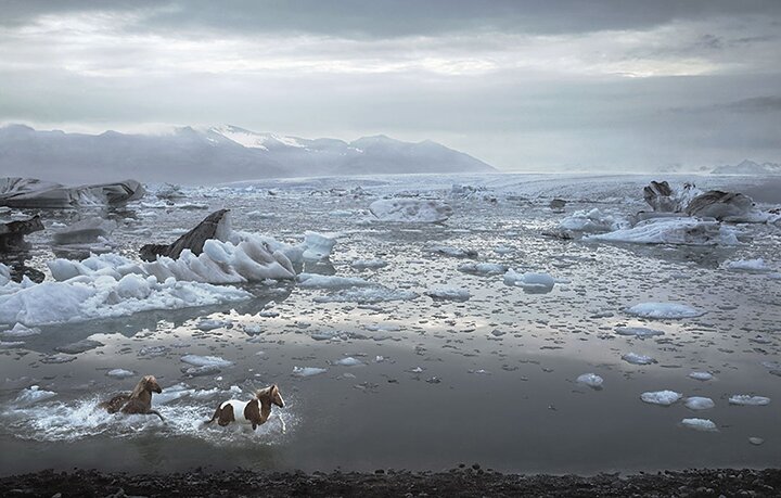 Тим Флак / Tim Flach - концептуальные фотографии животного мира