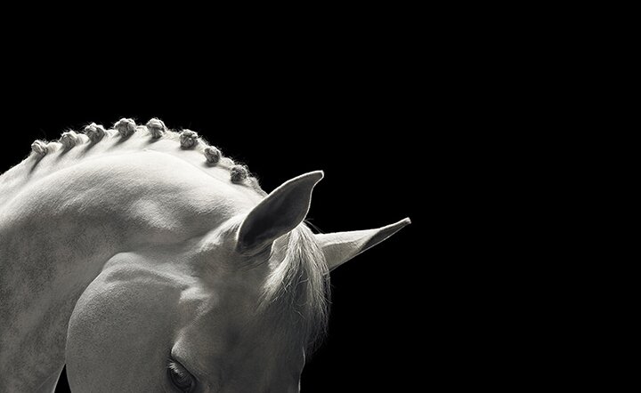 Тим Флак / Tim Flach - концептуальные фотографии животного мира