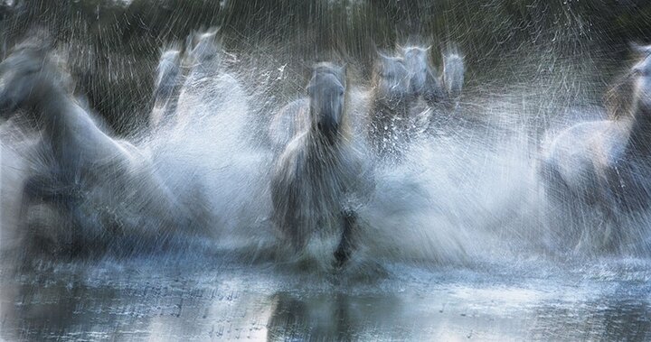 Тим Флак / Tim Flach - концептуальные фотографии животного мира