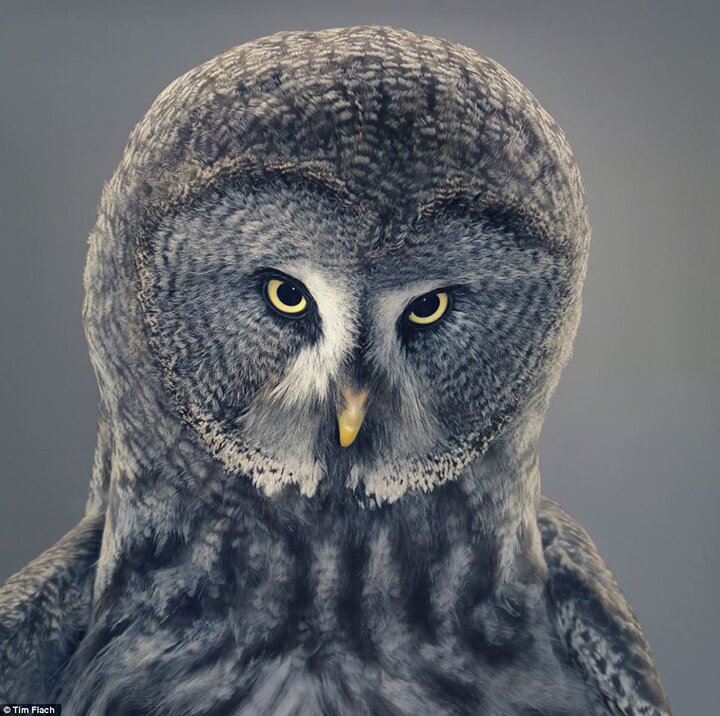 Тим Флак / Tim Flach - концептуальные фотографии животного мира