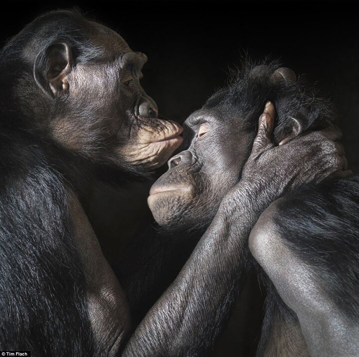 Тим Флак / Tim Flach - концептуальные фотографии животного мира