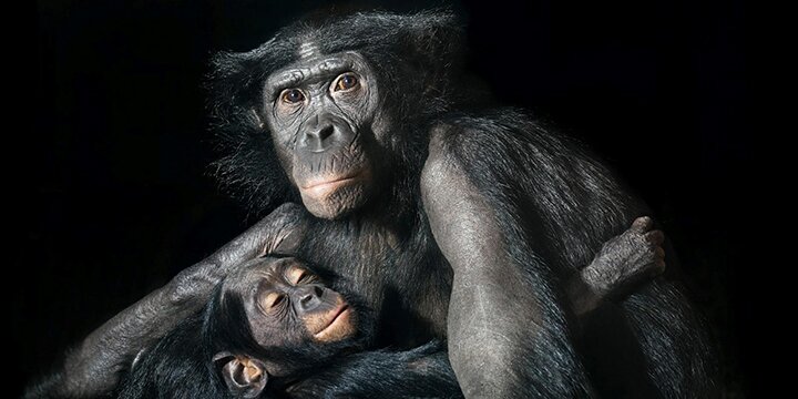 Тим Флак / Tim Flach - концептуальные фотографии животного мира