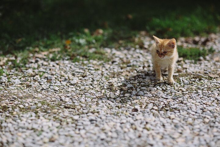 Антон Ткаченко, Canon 5D Mark III, 35mm F1.4, 50mm F1.4, 70-200mm F2.8L